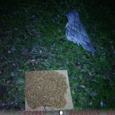 Podargus strigoides (Tawny Frogmouth) at Australian National University - 10 Aug 2022 by tarawalker