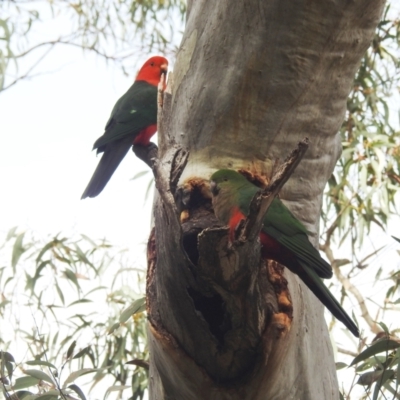 Alisterus scapularis (Australian King-Parrot) at ANBG - 17 Aug 2022 by HelenCross