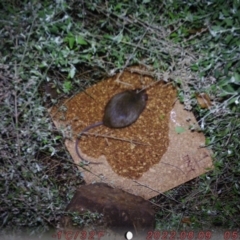 Rattus rattus (Black Rat) at Australian National University - 17 Aug 2022 by u7471384