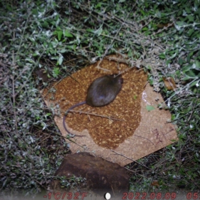 Rattus rattus (Black Rat) at ANU Dickson Precinct - 17 Aug 2022 by u7471384