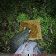 Trichosurus vulpecula (Common Brushtail Possum) at Canberra, ACT - 7 Aug 2022 by u7295215