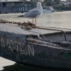 Chroicocephalus novaehollandiae (Silver Gull) at Lilyfield, NSW - 26 Jun 2022 by tbrakey