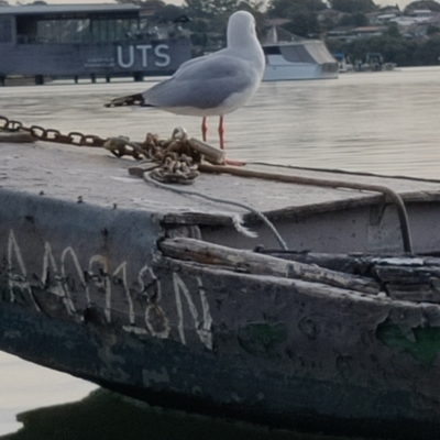 Chroicocephalus novaehollandiae (Silver Gull) at Lilyfield, NSW - 26 Jun 2022 by tbrakey