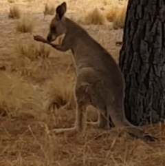Macropus giganteus (Eastern Grey Kangaroo) at Pialligo, ACT - 17 Nov 2021 by tbrakey