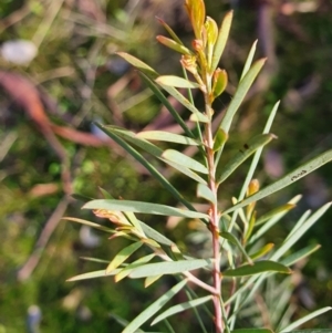 Acacia boormanii at Gundaroo, NSW - 17 Aug 2022