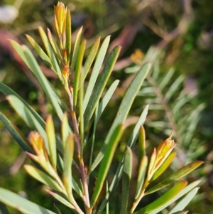 Acacia boormanii at Gundaroo, NSW - 17 Aug 2022