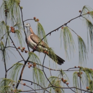 Geopelia humeralis (TBC) at suppressed by GlossyGal