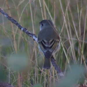 Pachycephala pectoralis at Gundaroo, NSW - 17 Aug 2022