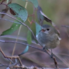 Pachycephala pectoralis at Gundaroo, NSW - 17 Aug 2022 03:48 PM