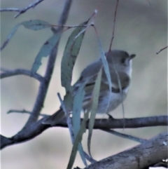 Pachycephala pectoralis at Gundaroo, NSW - 17 Aug 2022