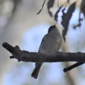 Pachycephala pectoralis at Gundaroo, NSW - 17 Aug 2022