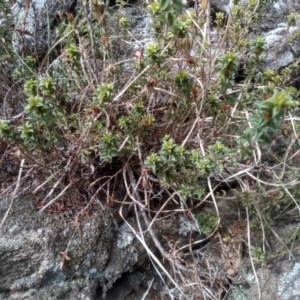 Pultenaea procumbens at Cooma, NSW - 17 Aug 2022