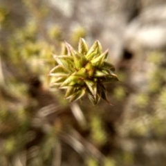 Pultenaea procumbens at Cooma, NSW - 17 Aug 2022