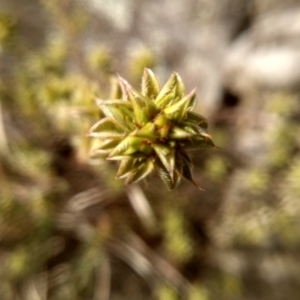 Pultenaea procumbens at Cooma, NSW - 17 Aug 2022