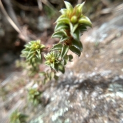 Pultenaea procumbens at Cooma, NSW - 17 Aug 2022