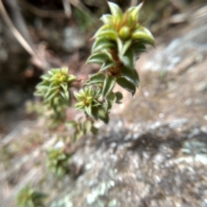 Pultenaea procumbens at Cooma, NSW - 17 Aug 2022