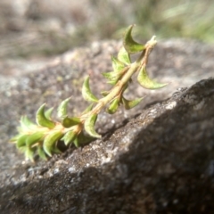 Pultenaea procumbens at Cooma, NSW - 17 Aug 2022