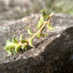 Pultenaea procumbens at Cooma, NSW - 17 Aug 2022 02:06 PM