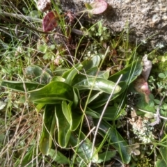 Centaurium sp. (Centaury) at Cooma, NSW - 17 Aug 2022 by mahargiani