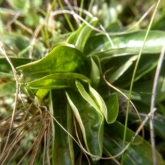 Centaurium sp. at Cooma, NSW - 17 Aug 2022