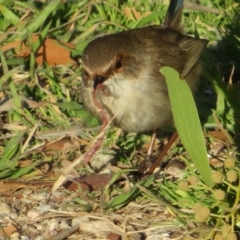 Oligochaeta (class) (Unidentified earthworm) at Jerrabomberra Wetlands - 15 Aug 2022 by Christine