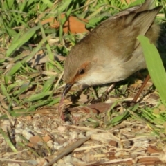 Oligochaeta (class) at Fyshwick, ACT - 15 Aug 2022