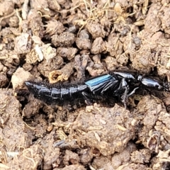 Staphylinidae (family) (Rove beetle) at Crace Grasslands - 18 Aug 2022 by trevorpreston