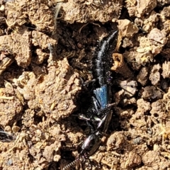 Staphylinidae (family) at Mitchell, ACT - 18 Aug 2022