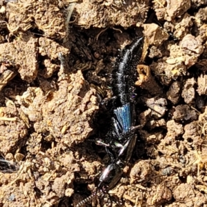 Staphylinidae (family) at Mitchell, ACT - 18 Aug 2022