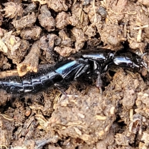 Staphylinidae (family) at Mitchell, ACT - 18 Aug 2022