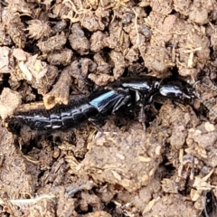 Staphylinidae (family) at Mitchell, ACT - 18 Aug 2022