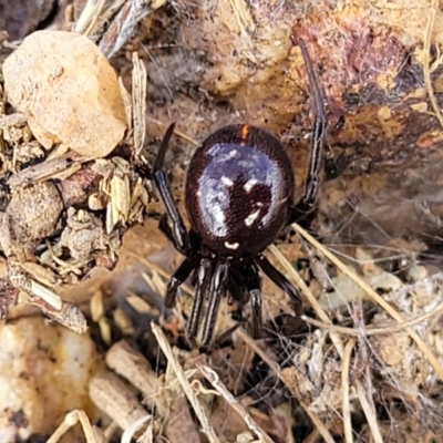 Steatoda capensis (South African cupboard spider) at Crace Grasslands - 18 Aug 2022 by trevorpreston
