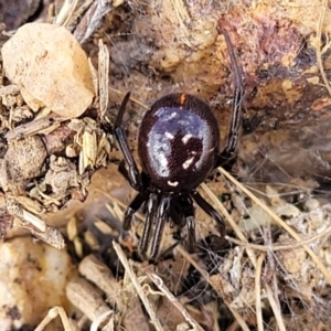 Steatoda capensis (South African cupboard spider) at Mitchell, ACT by trevorpreston