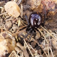 Steatoda capensis at Mitchell, ACT - 18 Aug 2022