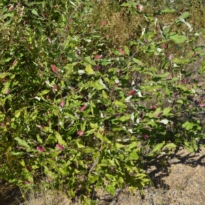 Grevillea macleayana at Yerriyong, NSW - 17 Aug 2022 09:31 PM