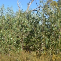 Eucalyptus langleyi (Albatross Mallee, Nowra Mallee) at Yerriyong, NSW - 17 Aug 2022 by plants