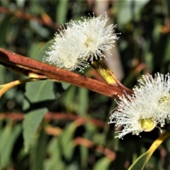 Eucalyptus langleyi at Yerriyong, NSW - 17 Aug 2022