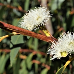 Eucalyptus langleyi at Yerriyong, NSW - suppressed