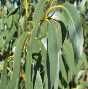 Eucalyptus langleyi at Yerriyong, NSW - 17 Aug 2022