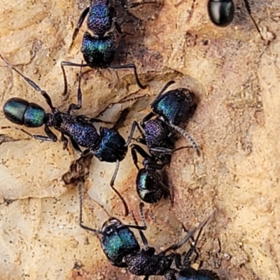 Rhytidoponera metallica (Greenhead ant) at Mitchell, ACT - 18 Aug 2022 by trevorpreston