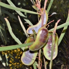 Acacia suaveolens (Sweet Wattle) at Yerriyong, NSW - 17 Aug 2022 by plants