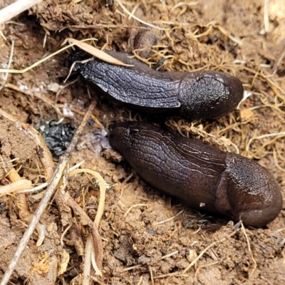 Milax gagates (Black-keeled Slug) at Crace Grasslands - 18 Aug 2022 by trevorpreston