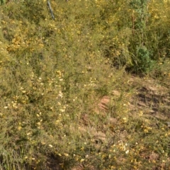 Dillwynia ramosissima (Bushy Parrot-pea) at Yerriyong, NSW - 17 Aug 2022 by plants