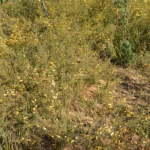 Dillwynia ramosissima at Yerriyong, NSW - 17 Aug 2022 09:42 PM