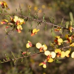 Dillwynia ramosissima at Yerriyong, NSW - 17 Aug 2022