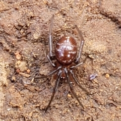 Steatoda capensis (South African cupboard spider) at Crace Grasslands - 18 Aug 2022 by trevorpreston