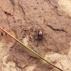 Steatoda capensis at Mitchell, ACT - 18 Aug 2022