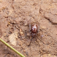 Steatoda capensis at Mitchell, ACT - 18 Aug 2022 12:46 PM