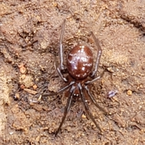 Steatoda capensis at Mitchell, ACT - 18 Aug 2022 12:46 PM