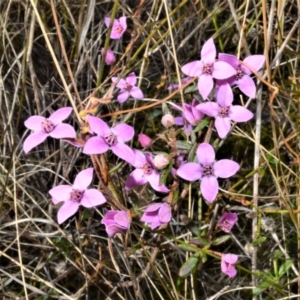 Boronia ledifolia at Yerriyong, NSW - suppressed